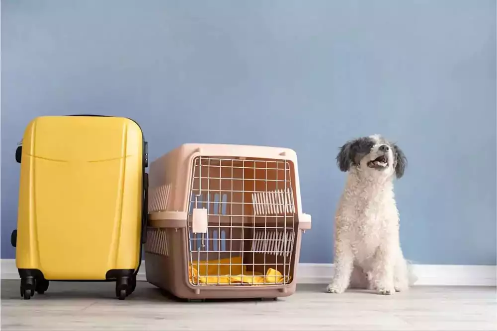 Secure pet travel crate for safe relocation